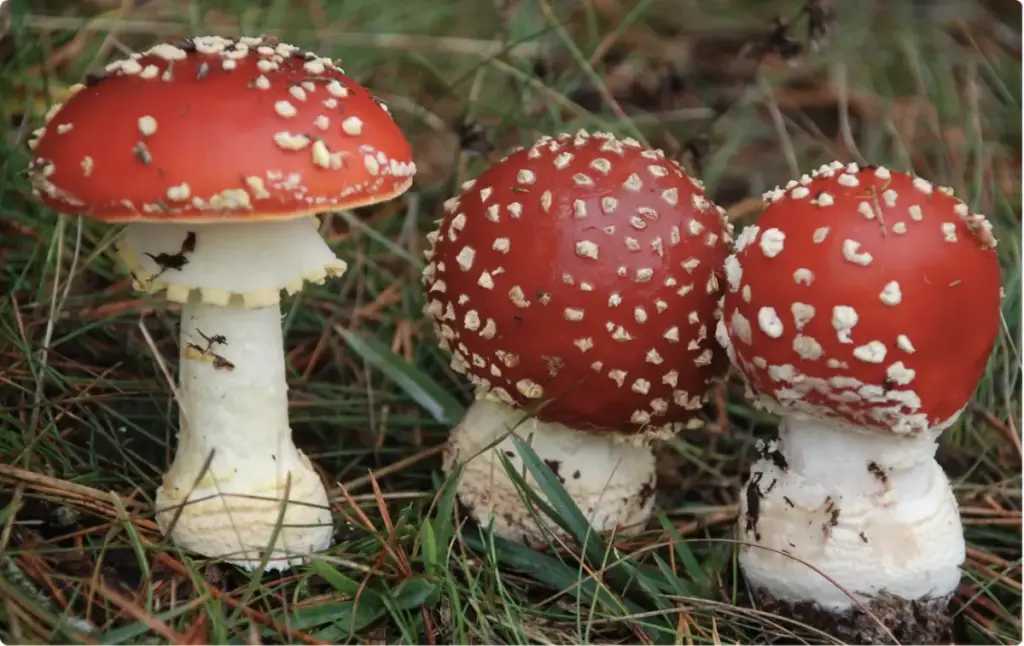 Red-and-white wild mushrooms growing in grass, representing psychedelic drug misuse and the need for specialized treatment.